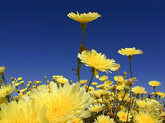 desert-dandelion