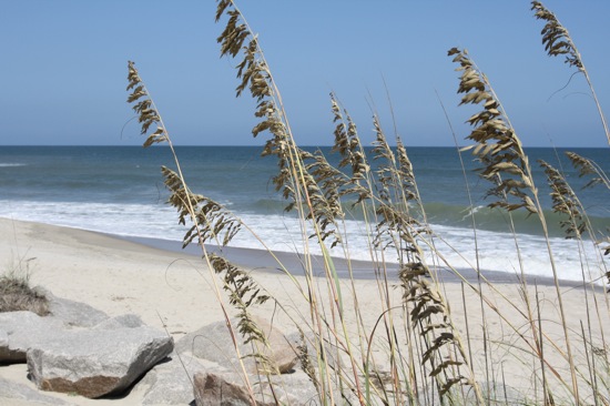 beach grass